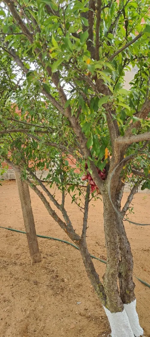 Vente Terrain Jijel Sidi abdelaziz