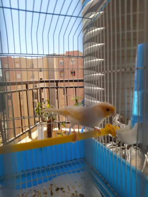 canari mosaïque mal et femelle
