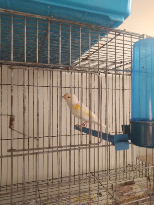 canari mosaïque mal et femelle