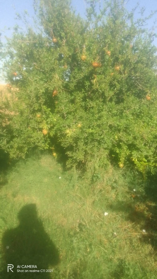 Vente Terrain Agricole Djelfa Selmana