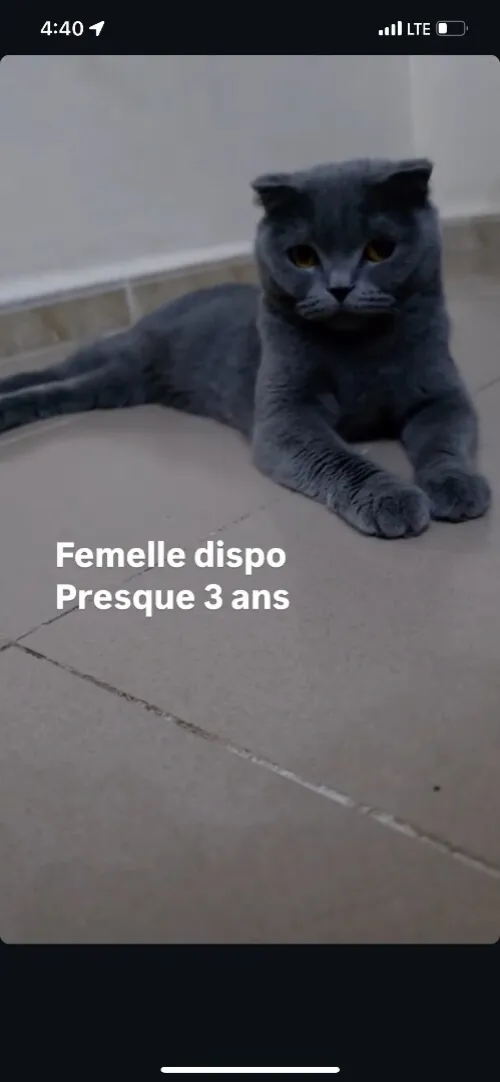 3 femelles adulte british et scottish fold