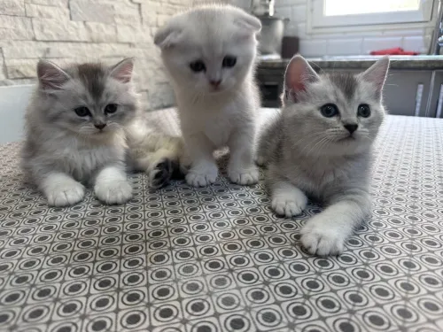 6 mâles et 3 femelles plusieurs couleur et races dispo