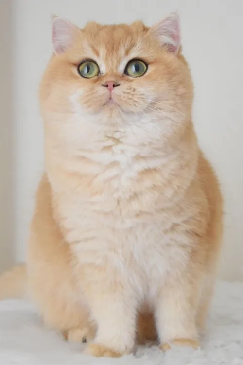 3 femelles adulte british et scottish fold