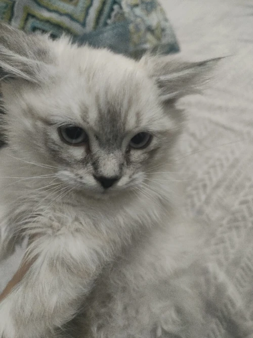 Chat person croisé ragdoll