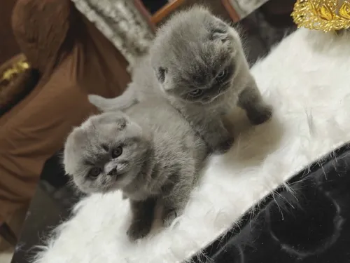 Scottish fold et British short hair