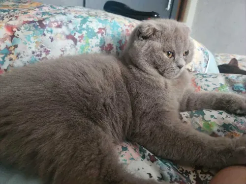 Scottish fold lilac