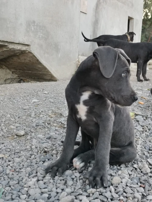 Cane corso pure race 