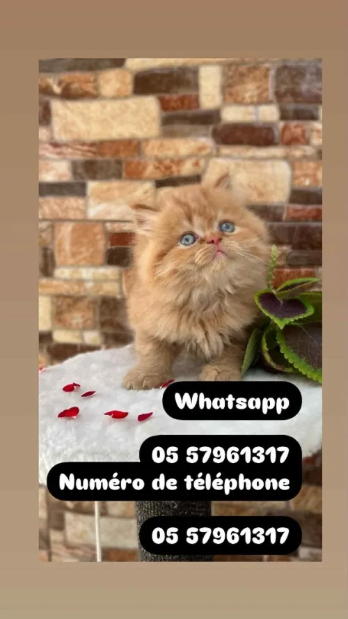 Chat persan قط بيرسون