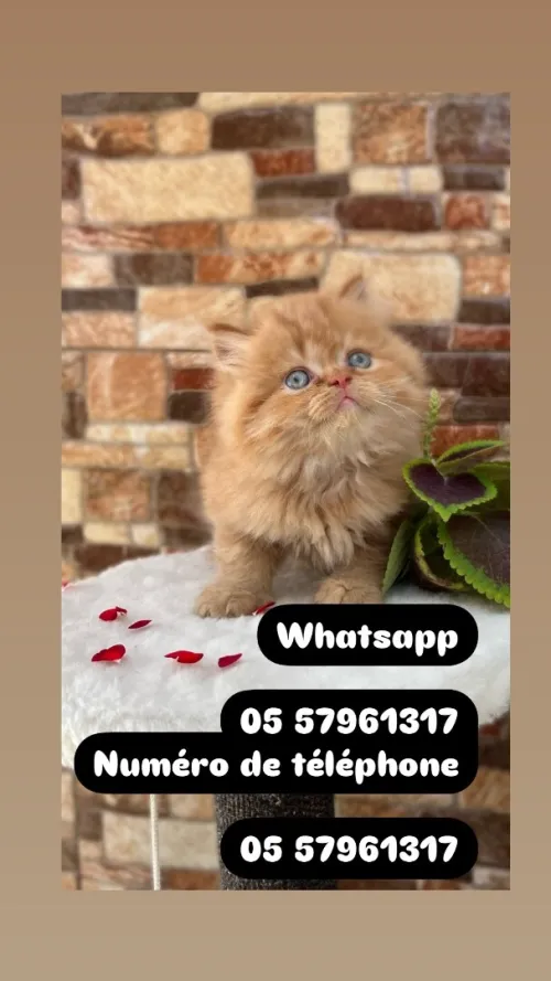 Chat persan himalaya قط بيرسون