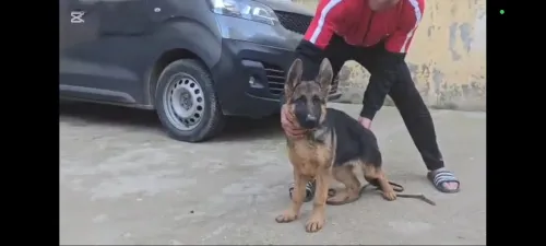 Chien berger allemand