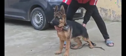 Chien berger allemand