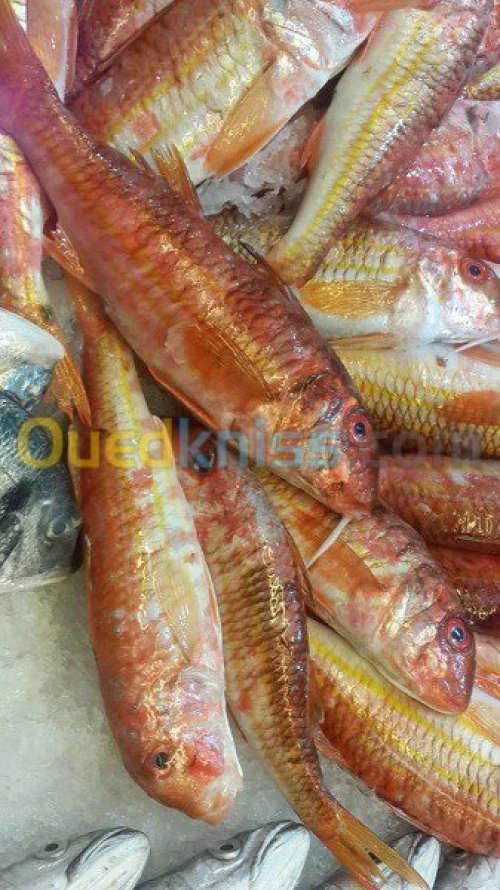 Export et Import des poissons