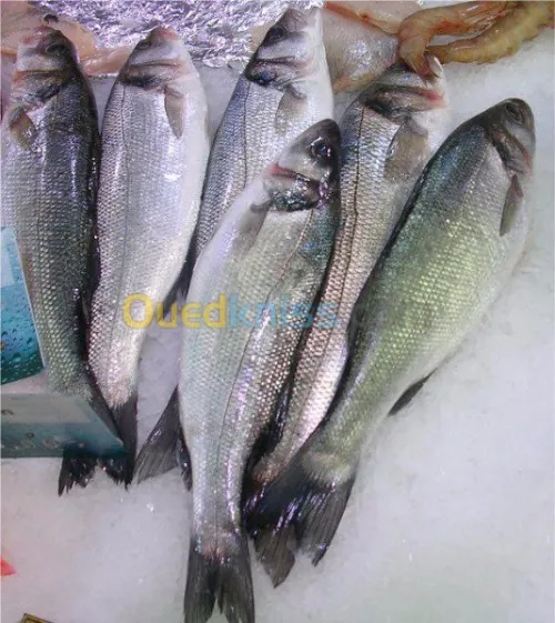 Export et Import des poissons