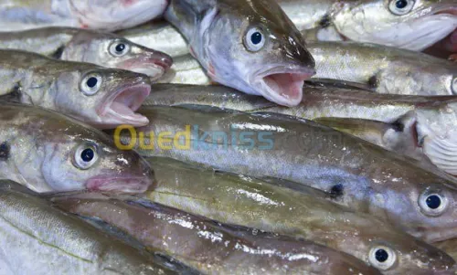 Export et Import des poissons