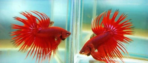 poisson et accessoire d'aquarium