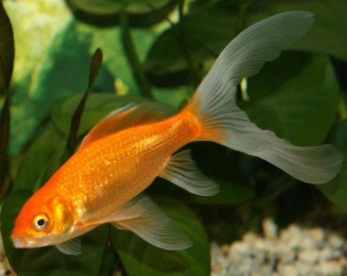 poisson et accessoire d'aquarium