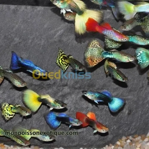 poisson et accessoire d'aquarium