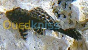 poisson et accessoire d'aquarium