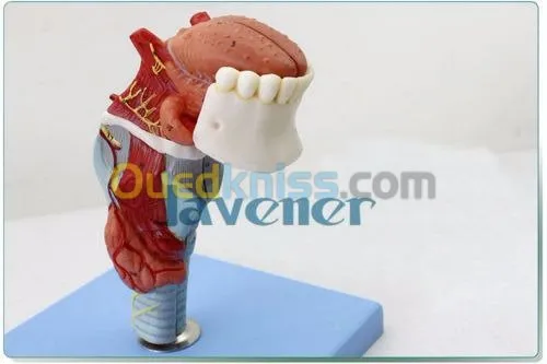 anatomie en 3D