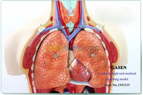anatomie en 3D