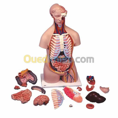anatomie en 3D