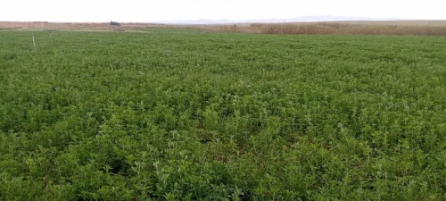 Vente Terrain Agricole Djelfa Ain oussara