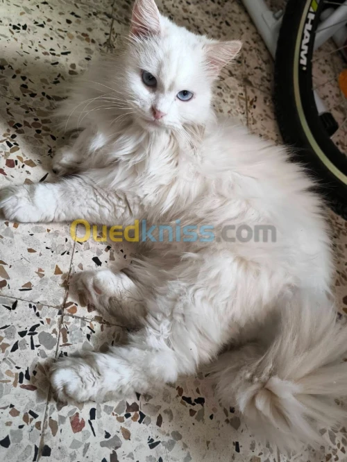 Chat shirazi x chinchilla
