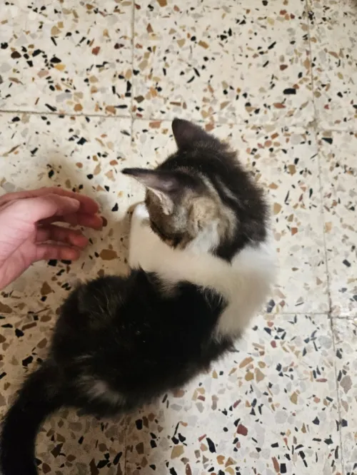 Adoption chat