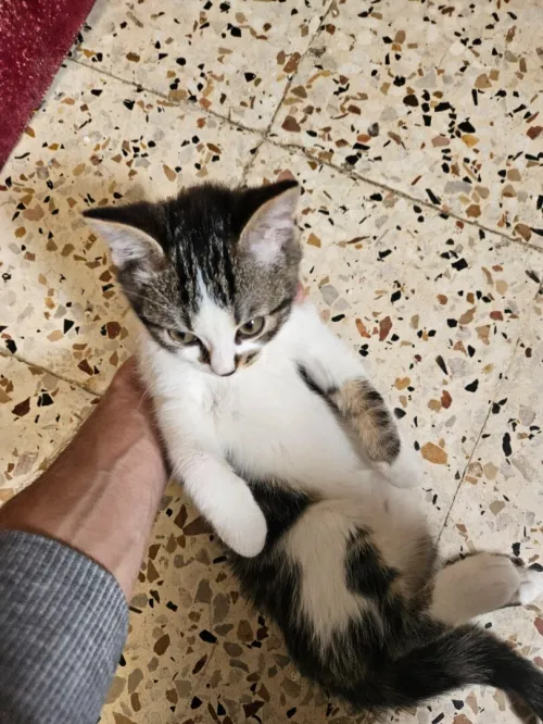 Adoption chat