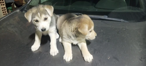 Chiot croisé labrador husky