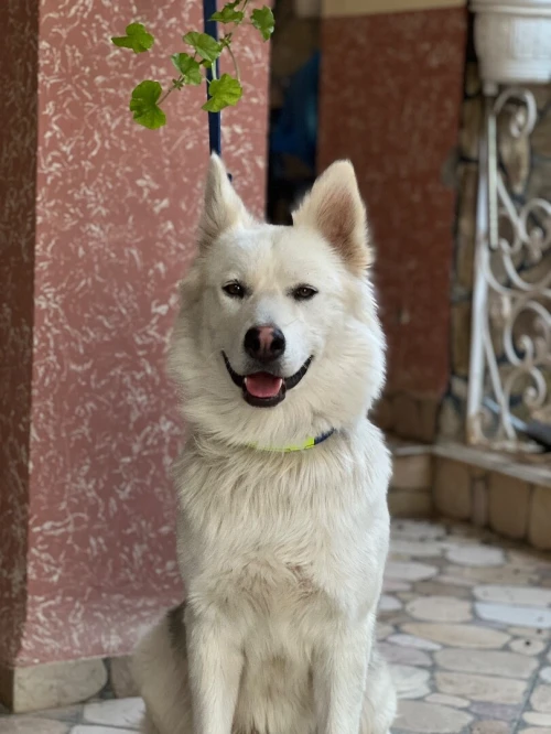 Husky llbi3