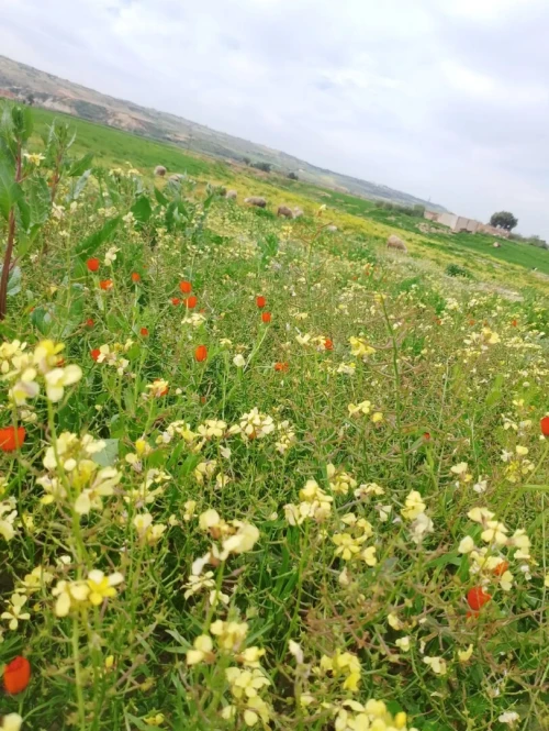 Vente Terrain Agricole Mostaganem Sidi ali