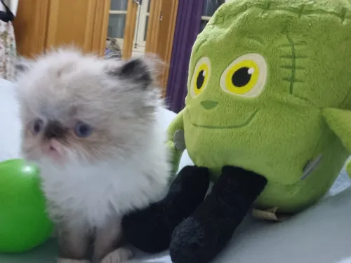 Chatton piki Face 