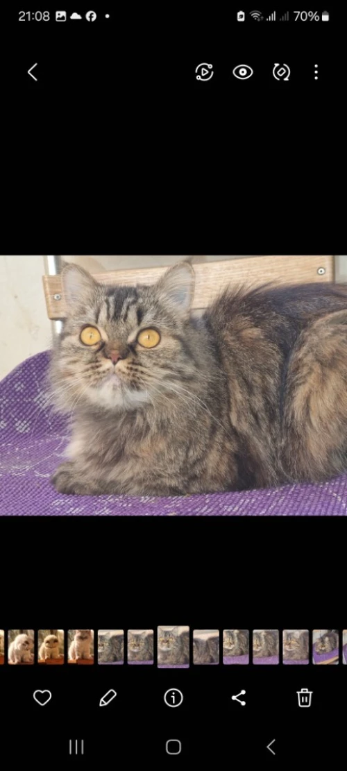 Chat Femelle chinchilla a vendre