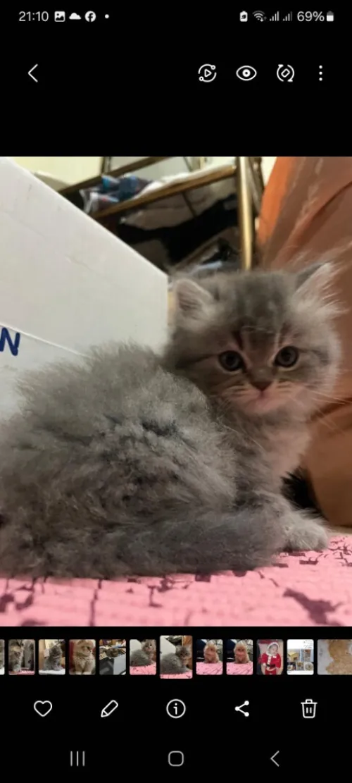 Chat Femelle chinchilla a vendre