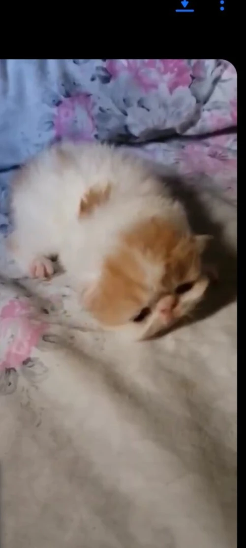 Chat van pour accouplement