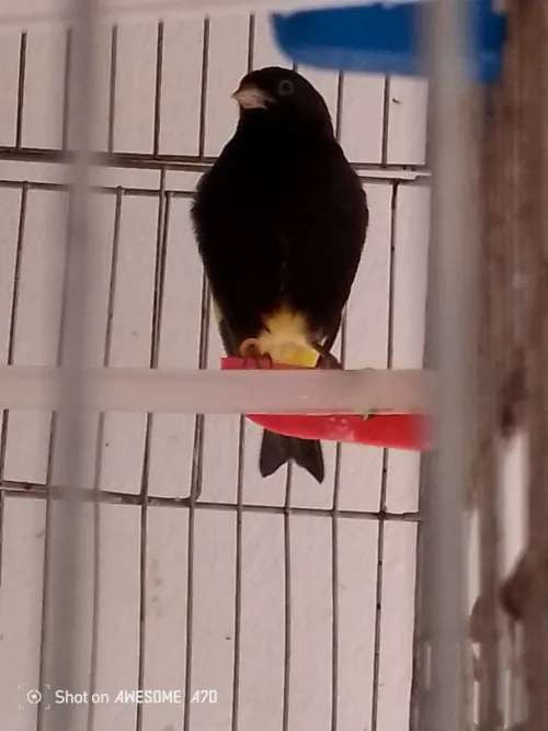 canari Bolivie