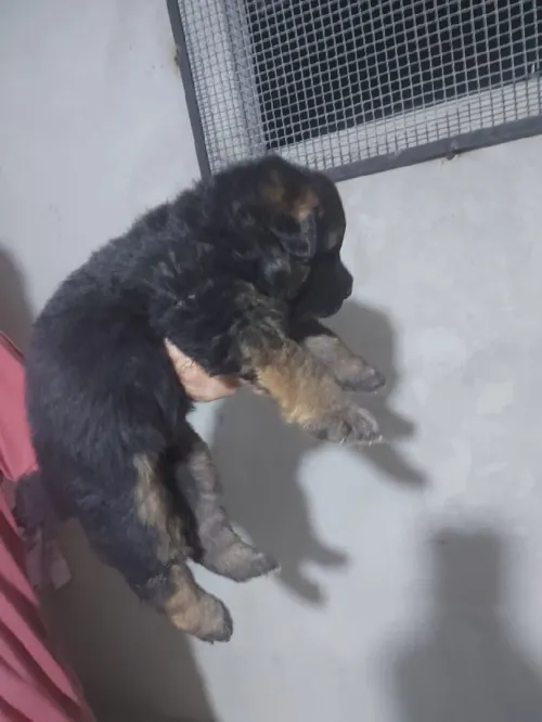 Chiot berger allemand