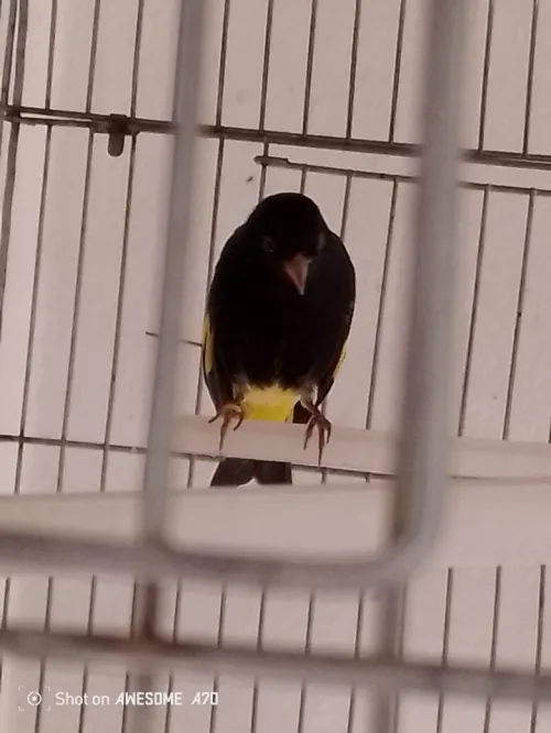 canari Bolivie