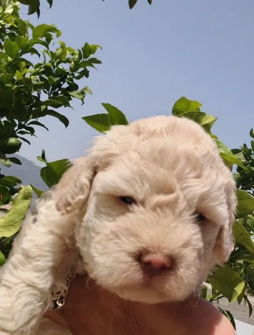 Caniche bichon