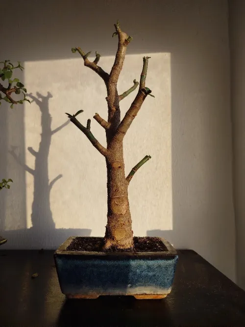 Crassula bonsaï 