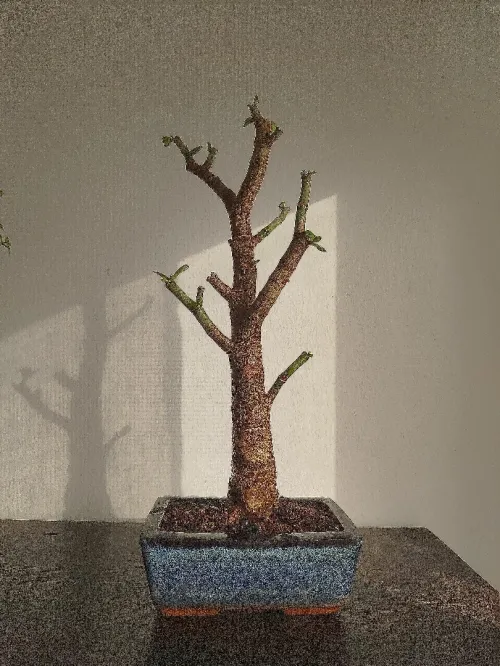 Crassula bonsaï 