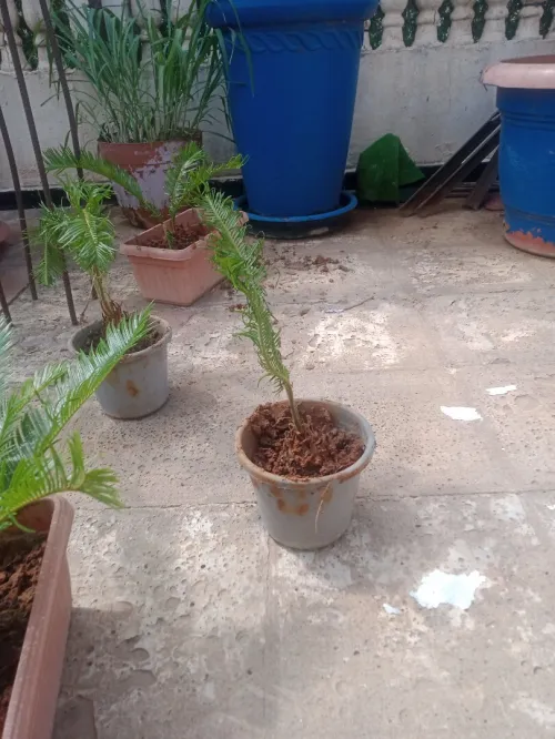 Palmier 