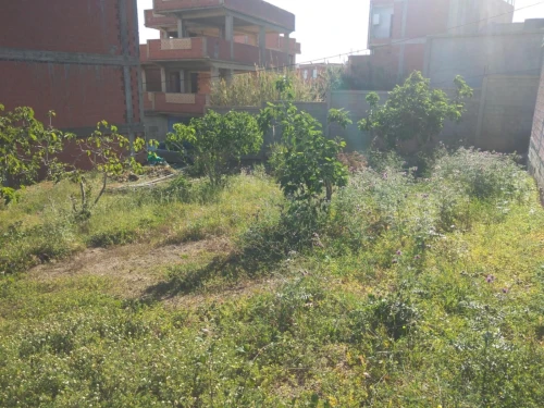 Vente Terrain Tipaza Larhat