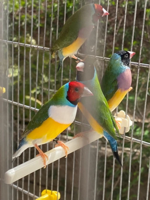 Oiseaux gould
