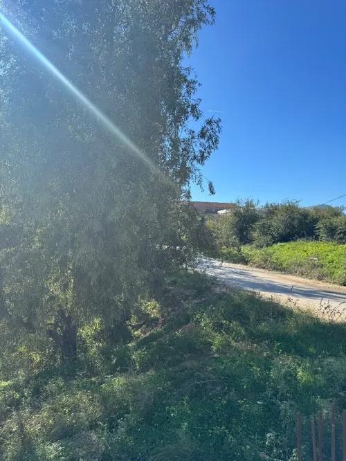Vente Terrain Boumerdès Ouled moussa