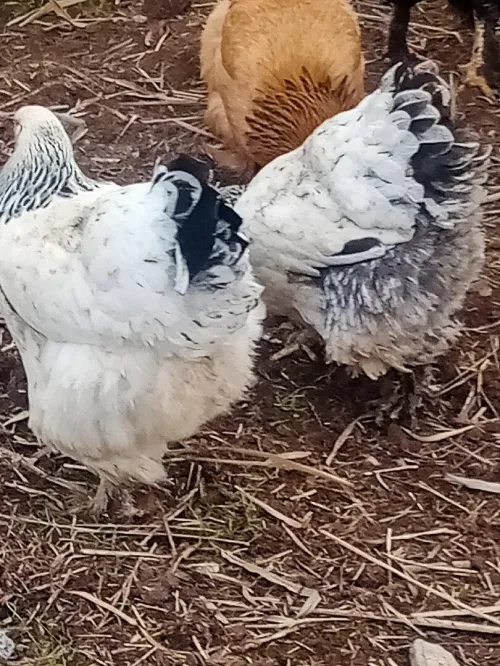 Oeuf brahma