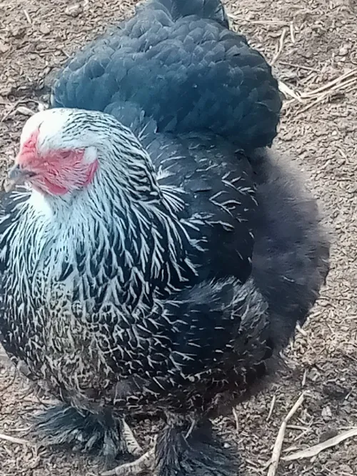 Oeuf brahma