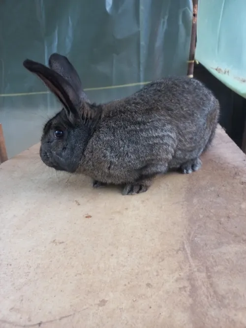 Lapins ارانب