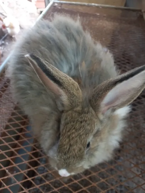 Lapine Angora.